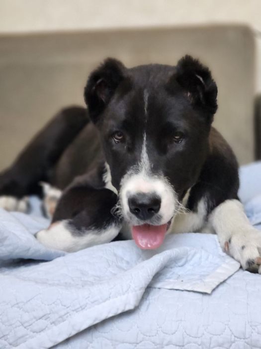 Щенок САО девочка