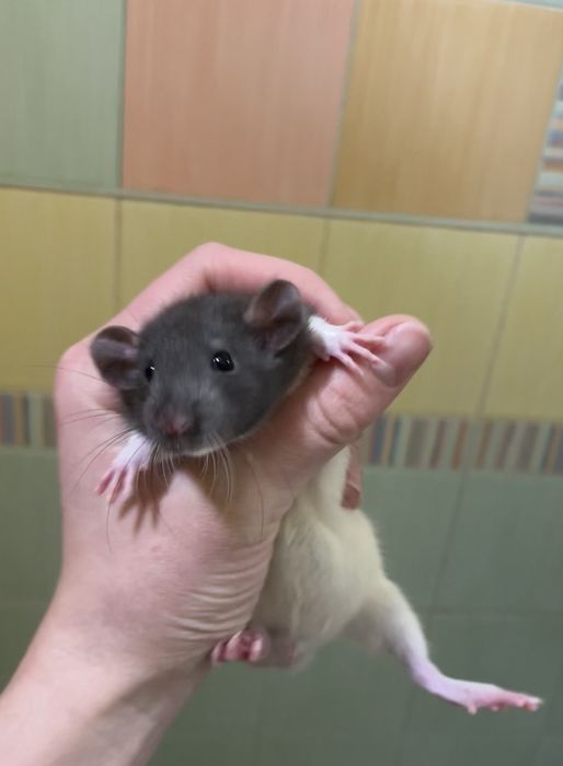 Продам ручных крысят