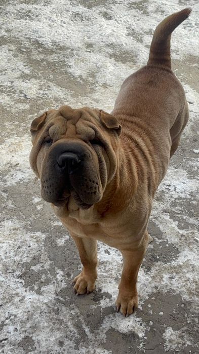 Продажа шарпей Чистокровные