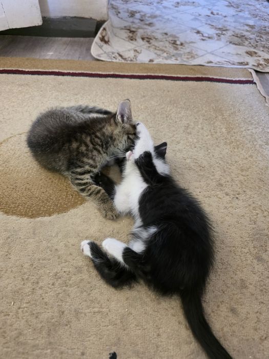 Котята бесплатно двоя мальчик и девочка