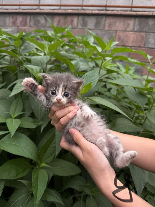 Продаются котята! 1 месяц