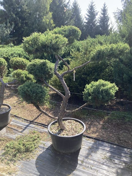 Bonsai exterior și plante ornamentale cu forme speciale – gamă premium