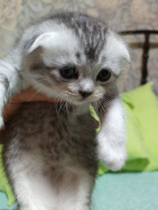 Продам котят шотландских вислоухих