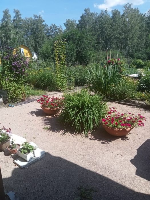 Продам дачу СО «борки»