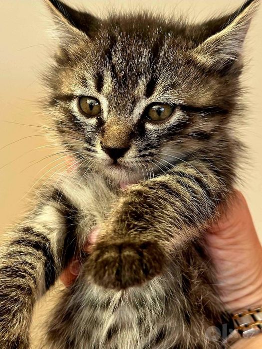 Котята даром в добрые руки