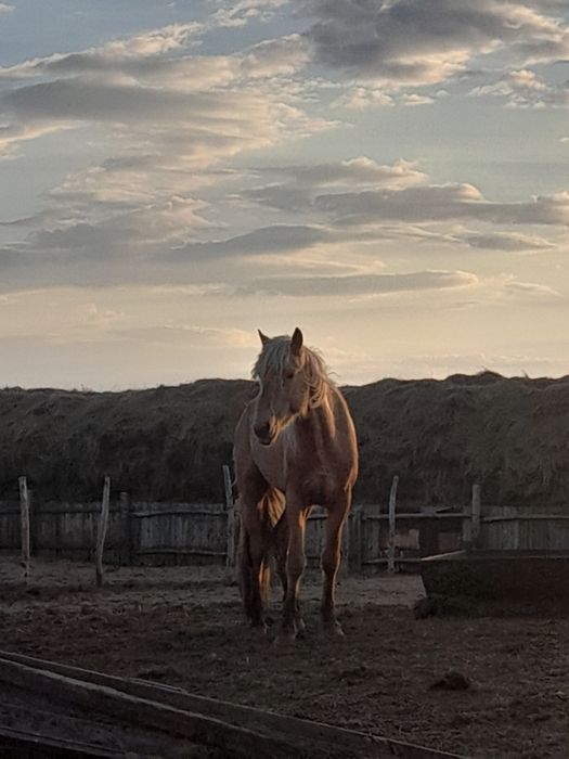 Дөнен айғыр сатылады