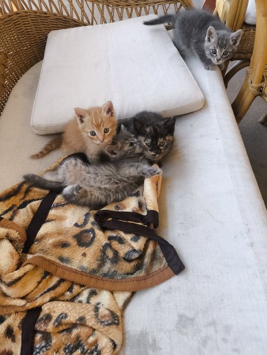 Котята и кошка  добрые руки