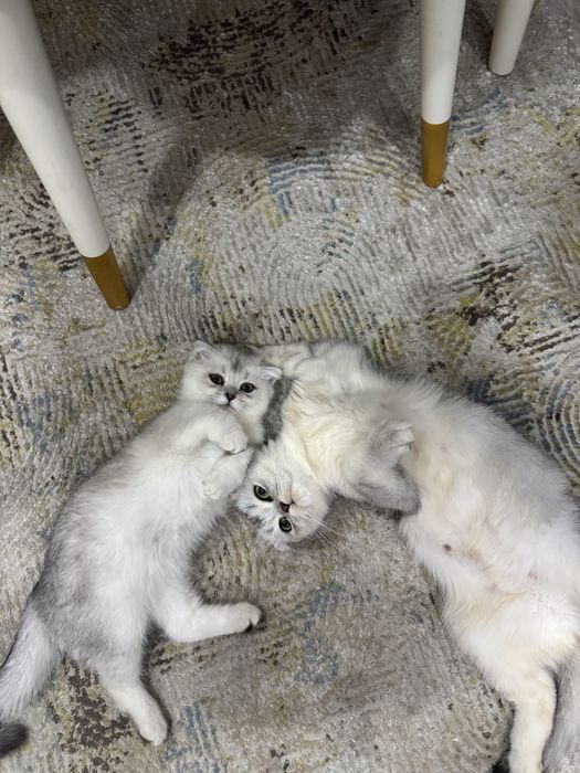 Продаюся Бритаская шиншилла чисто кровь