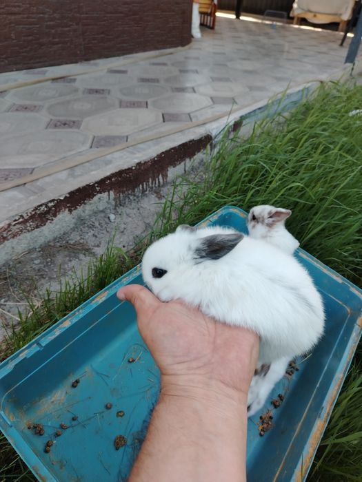 Продам декоративных кроликов. Пародистые.