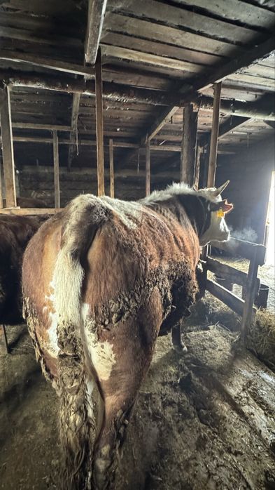 Продам бычков 9 голов