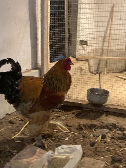 Куры ,ТАУЫҚ Полу Брамы