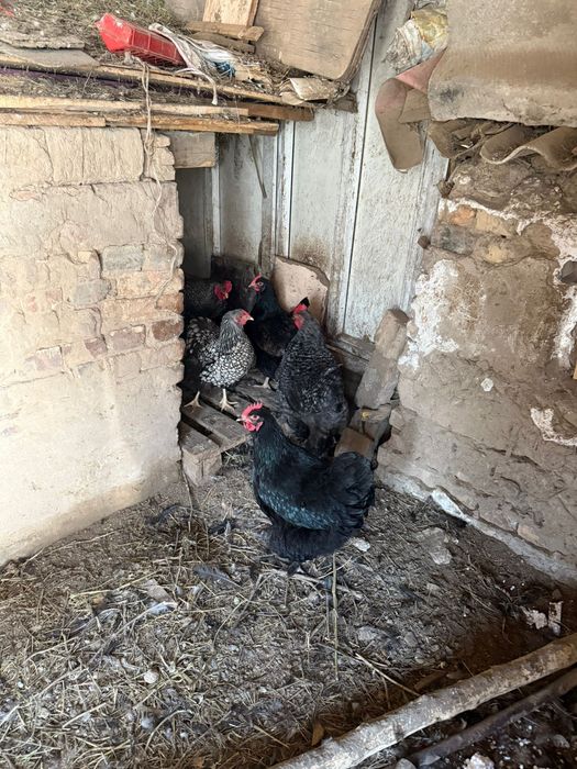 Курицы породистые