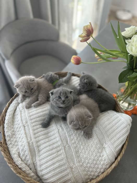 British shorthair Blue and Cappucino