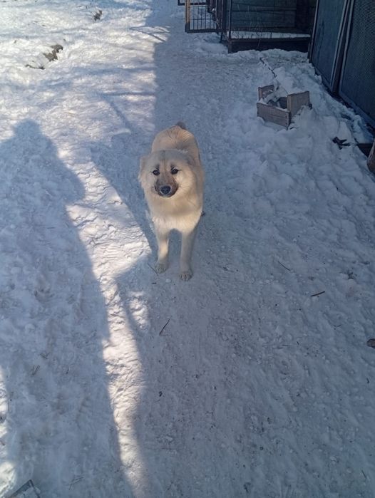 Щенки на охрану!