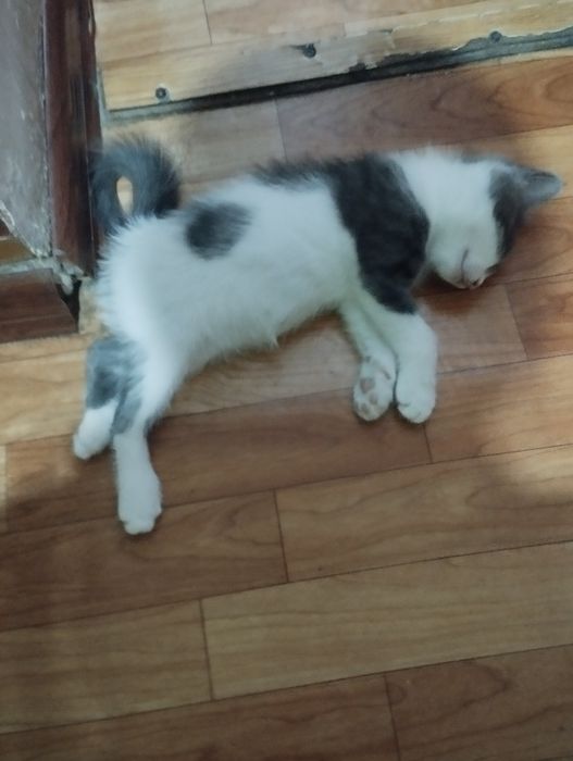 Отдам даром,4котят