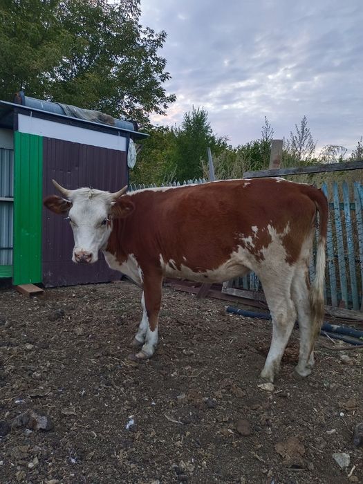 Продам телок и быков