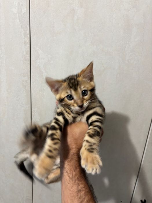 Продавам 2 Бенгалски котки две момченца