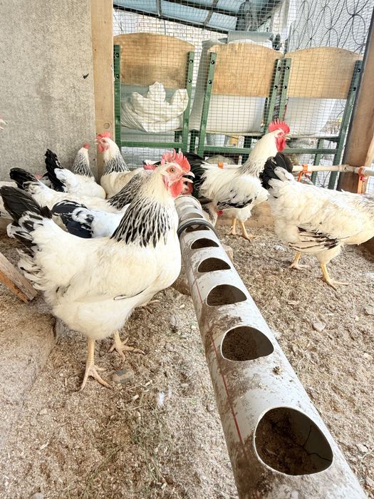 adler tuxumlari bor