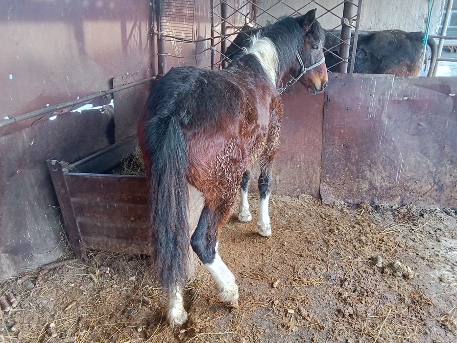 Тай сатылады семиз