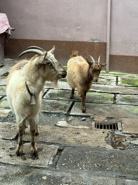 Vand sau schimb capra si iada