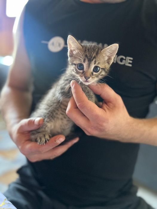 Отдадим котят в добрые руки