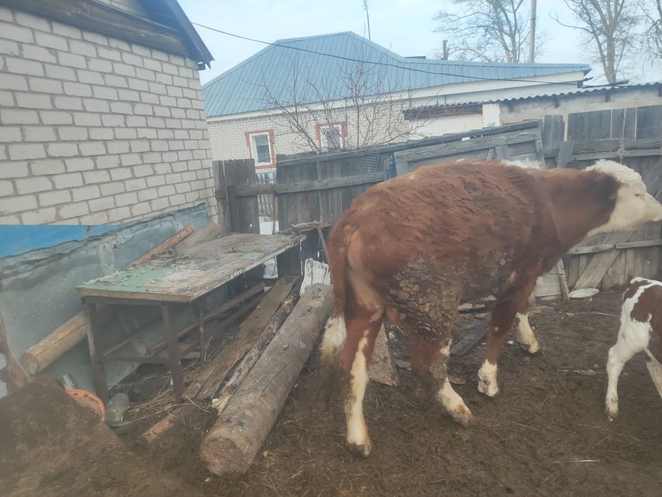 Продам бычка белоголовый возраст 2года