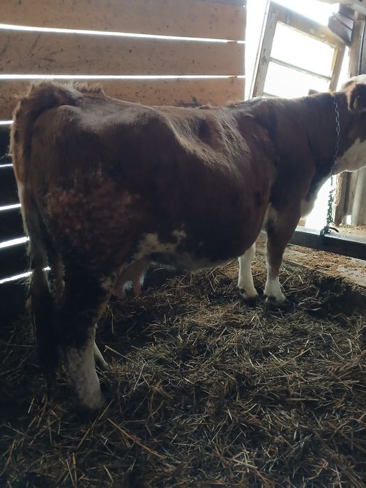 Vaca de vânzare.   .