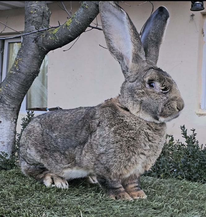 Mascul Urias German Campion Expo Pajura