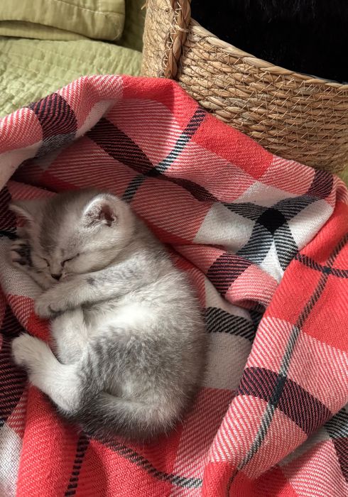 Шотландские котята