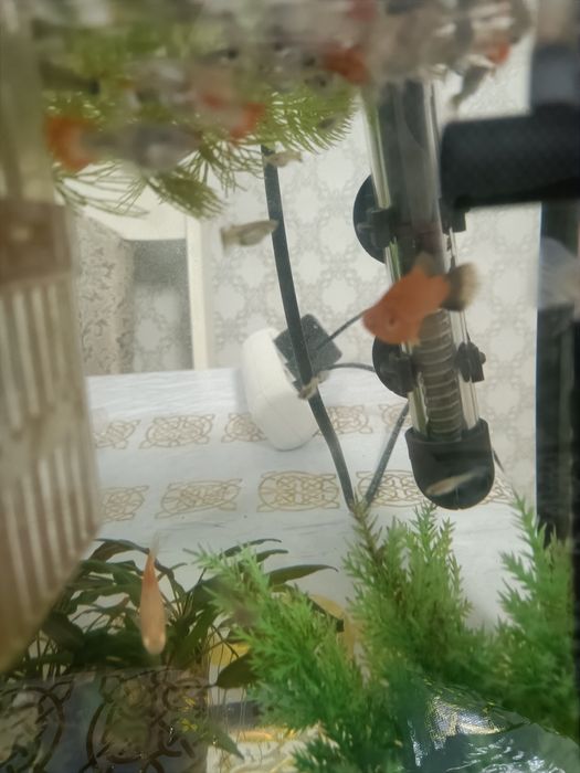 Продам аквариумных рыб гуппи