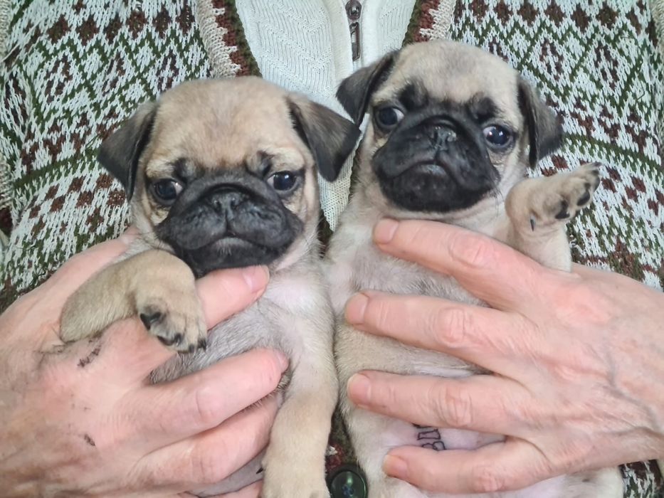 Продам щенков мопса