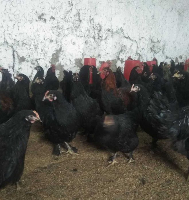 QORA tovuq TUXUMLARI sotiladi