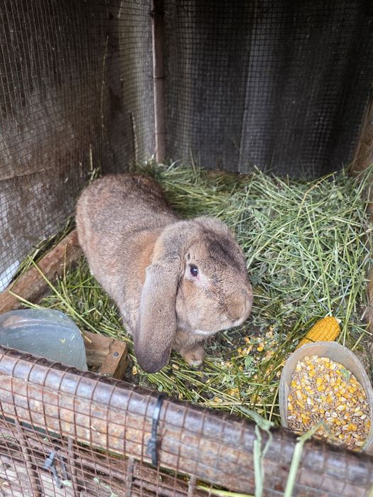 Iepuroi berbec german de monta