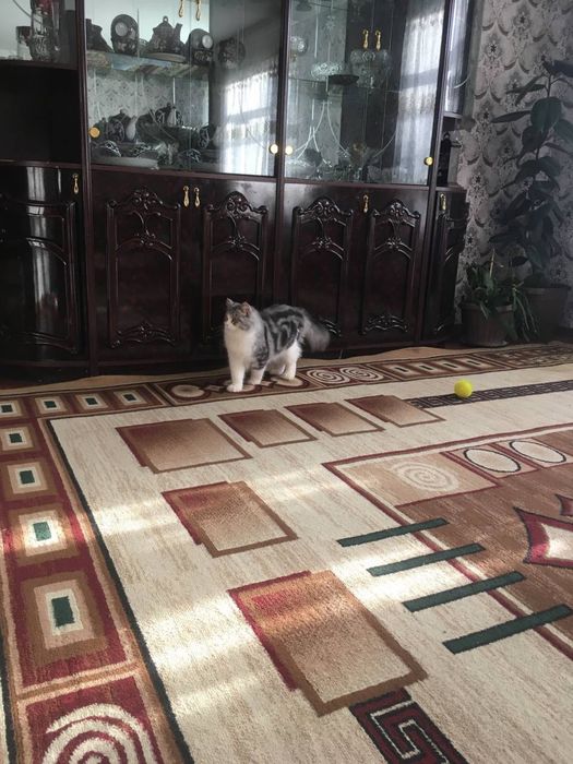 кот на вязку приглашает к себе невесту