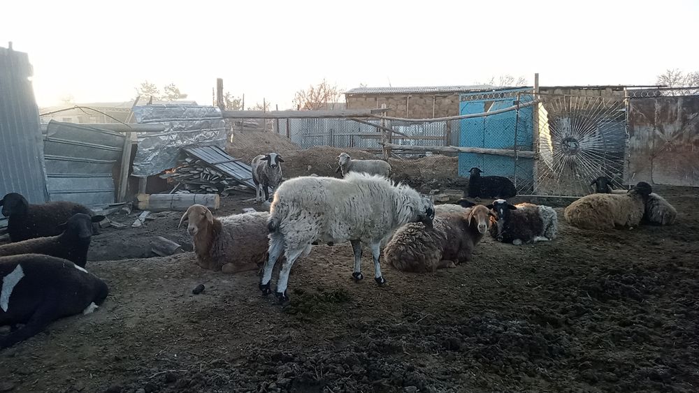 Продам қочқар годавалый