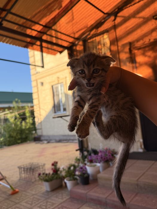 Котята Кошка Актобе В добрые руки