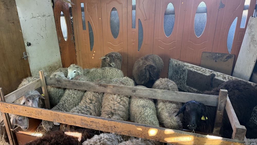 Қой тоқты бар семіз жемде тұрған