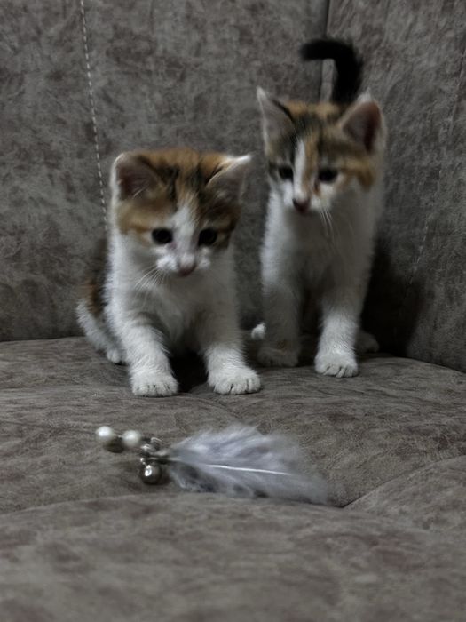 Котята Отдам за даром 2 месяца