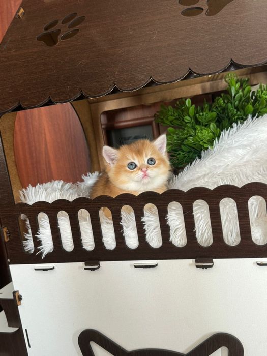 Шишиллы маалышии золтые