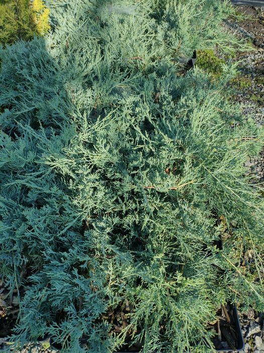 Producator vand Danica glob