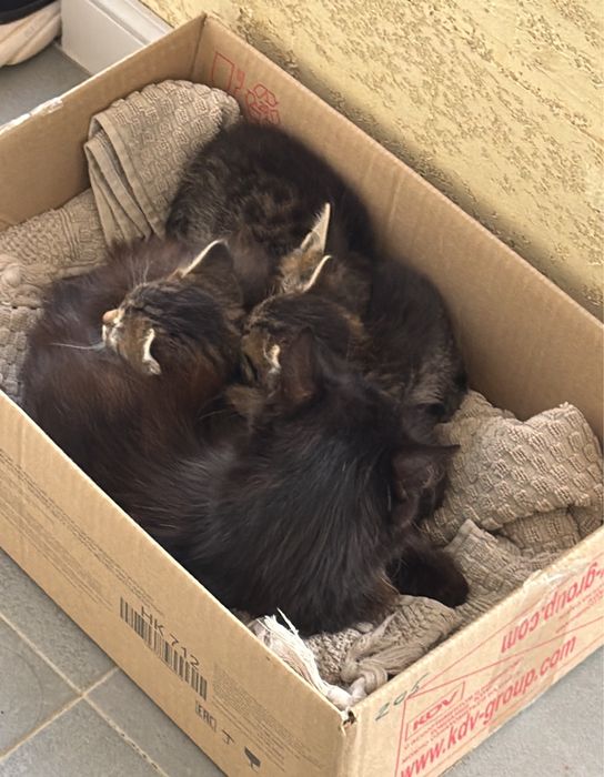 Отдам котенка в добрые руки