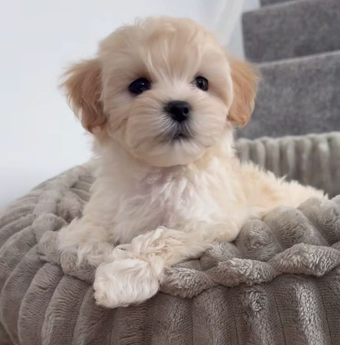 Maltipoo poodle mini toy