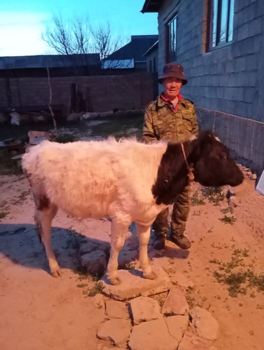 Бука мен Тана Састобе