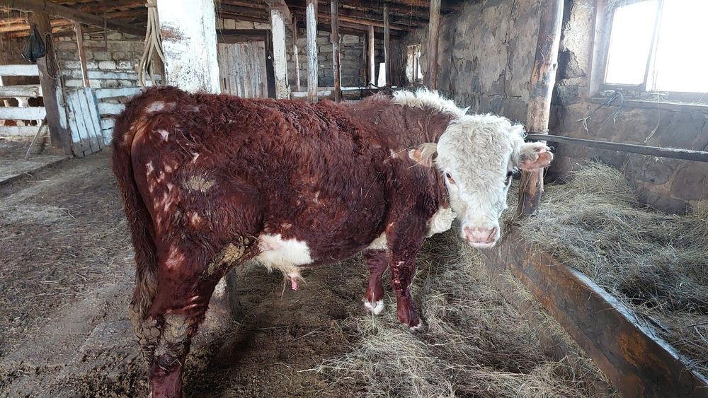 Продам быка на племя