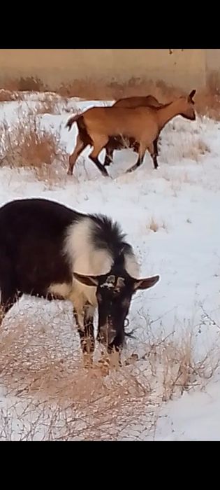Альпийски Теке сатылады