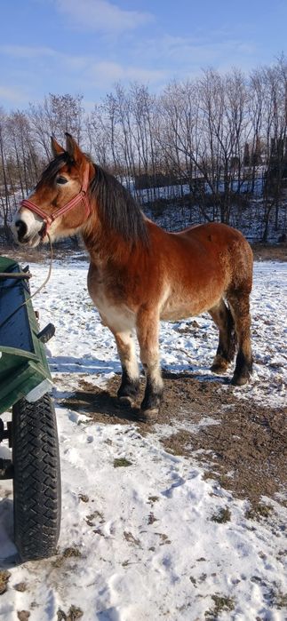 De vanzare iapa de 8 ani