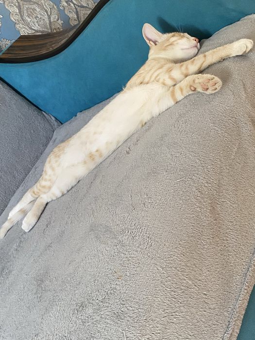 Отдам даром котика