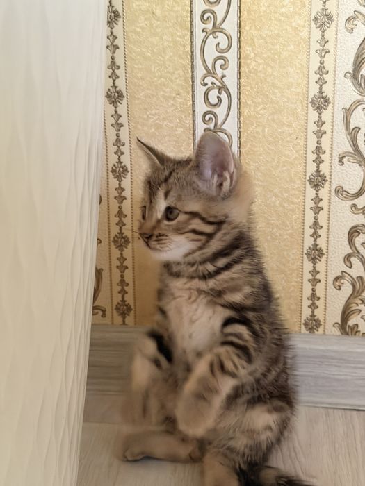 Одтам котят в хорошие руки