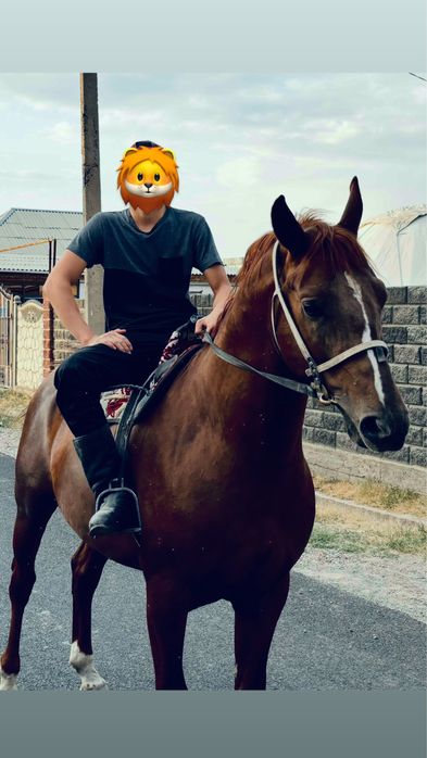 Осы айғыр сатылады!