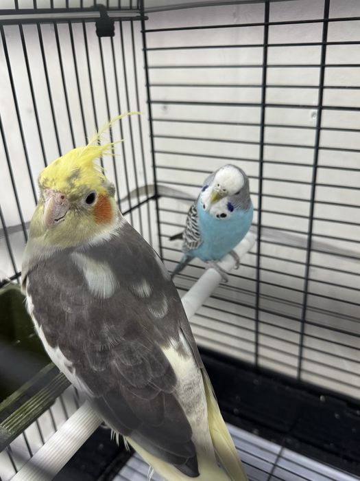 Срочно продаются попугаи